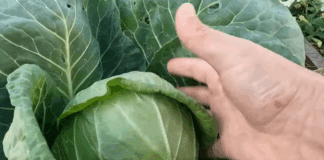 Городники розповіли про вирощування молодої капусти восени