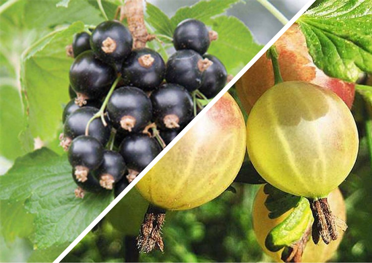 Садівники вказали на поширені помилки при вирощуванні смородини та аґрусу