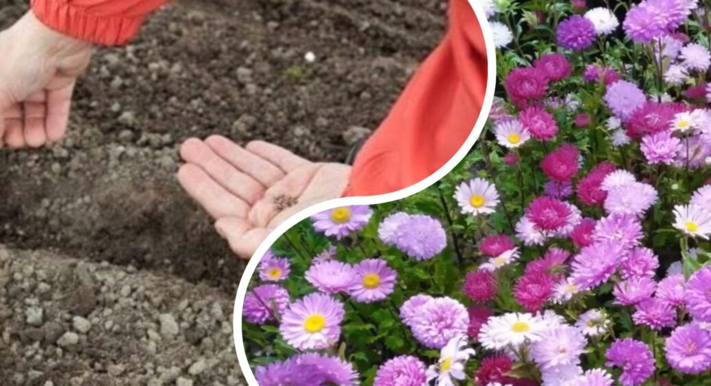 Сію ці 7 культур у грудні – і навесні збираю урожай на 3 тижні раніше: сусіди просто не вірять очам 