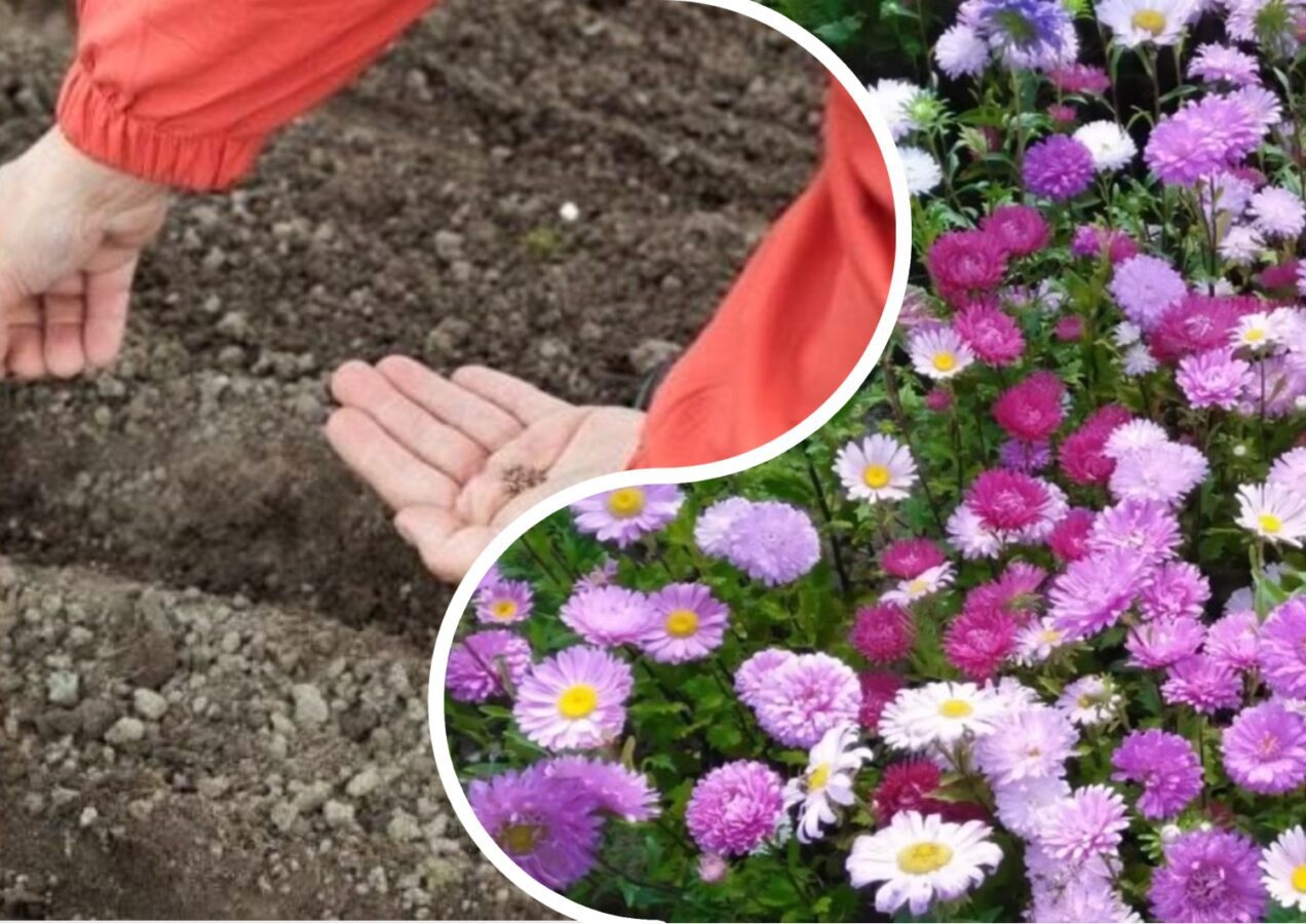 Експерти розповіли про правильний підзимовий посів насіння  