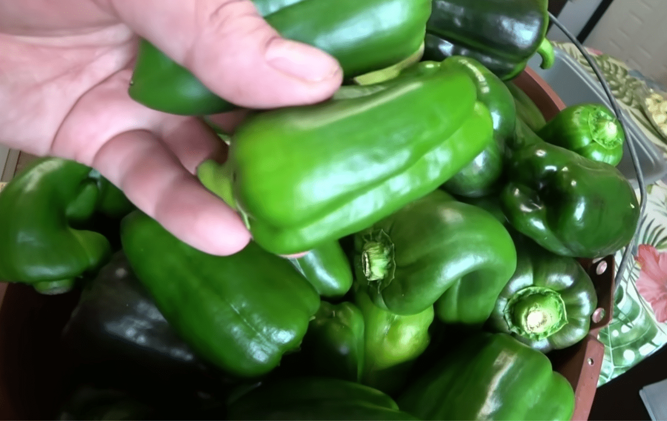 Городники порадили, що робити, щоб зібраний до строку перець достиг у приміщенні