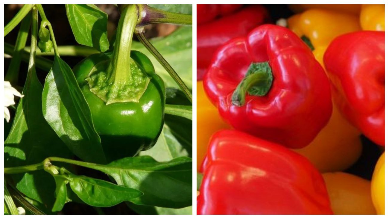 Городники дали поради щодо достигання недозрілого перцю