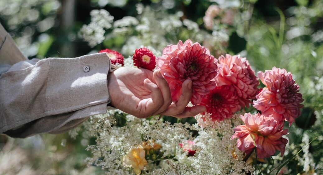 Грядка жоржин за сезон змарнована, але досвід — цінний. Наступного року такого не повторю: 1 головна помилка 