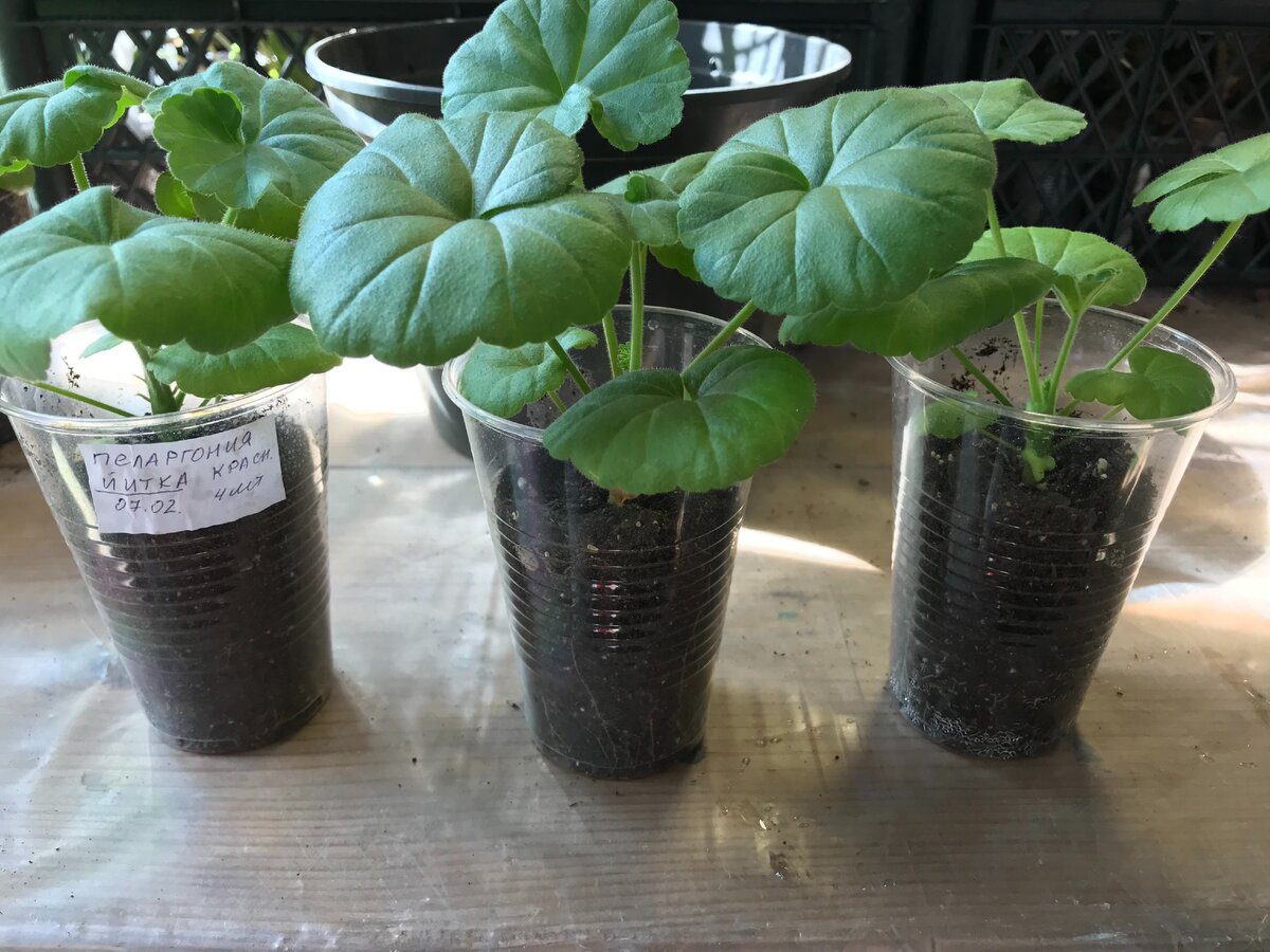 Експерти розповіли, як доглядати за геранню восени для кращого та довшого цвітіння – поради