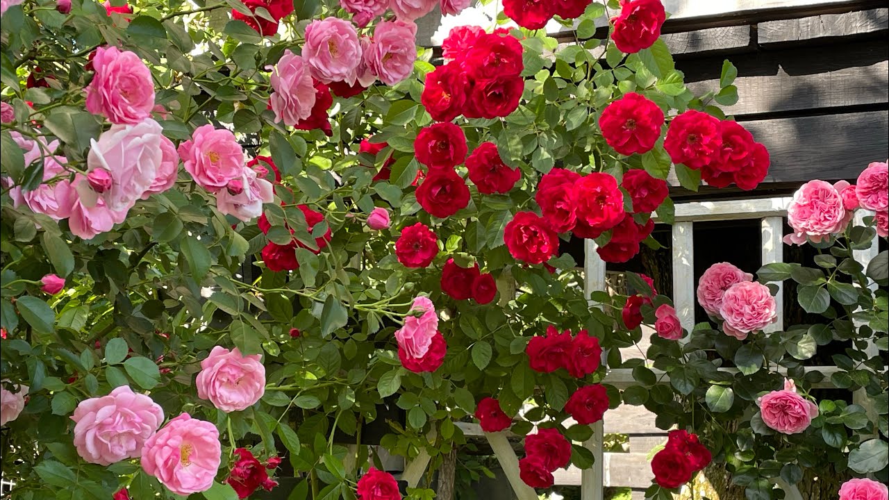 Експерти розповіли, як правильно підготувати троянди до зими 