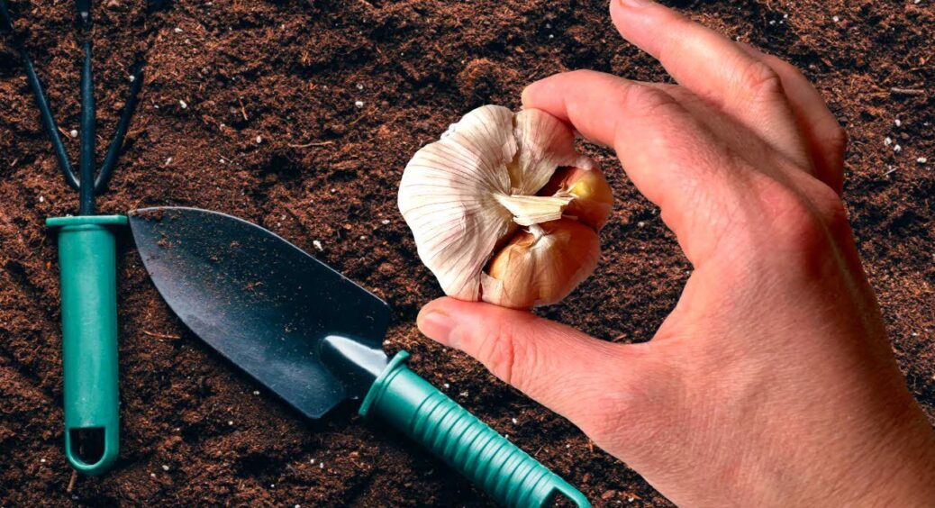 Часник саджаю 15-25 жовтня з компостом – зубки дають 18 корінців і зимують без втрат на всі 100% 