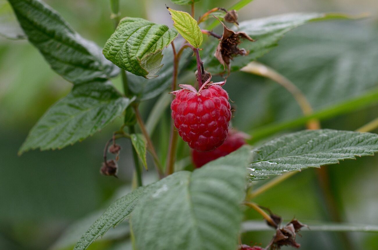 Експерти розповіли, як правильно посадити ремонтантну малину восени 