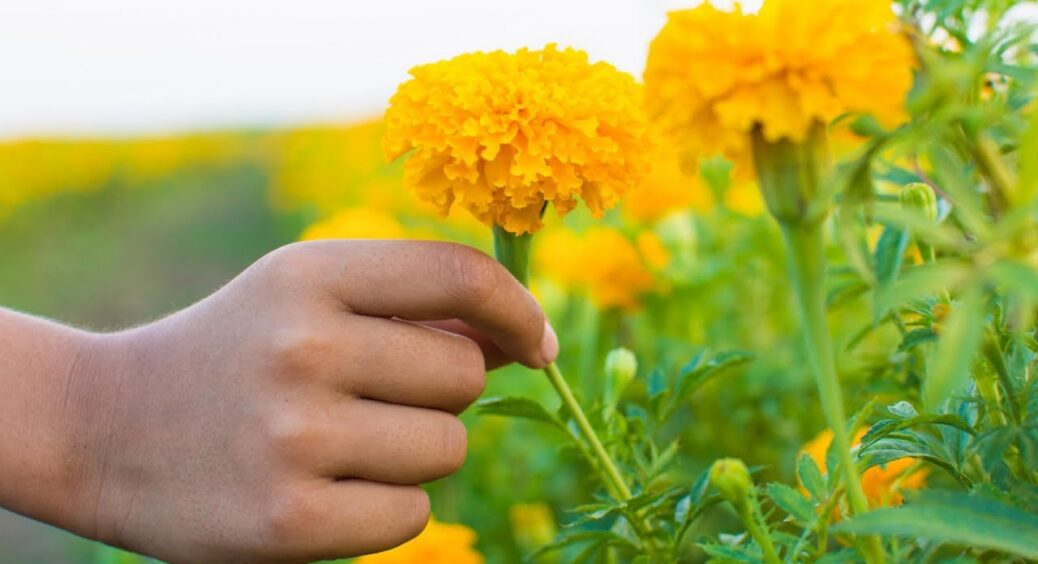 Подивіться на ці 3 квітки – і ніколи не даруйте їх у букетах: особливо – мамі, сестрі чи свекрусі. Причина 