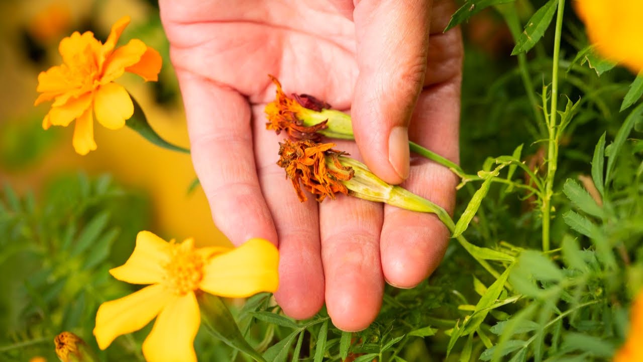 Садівники поділилися лайфхаком з використання зів'ялих чорнобривців