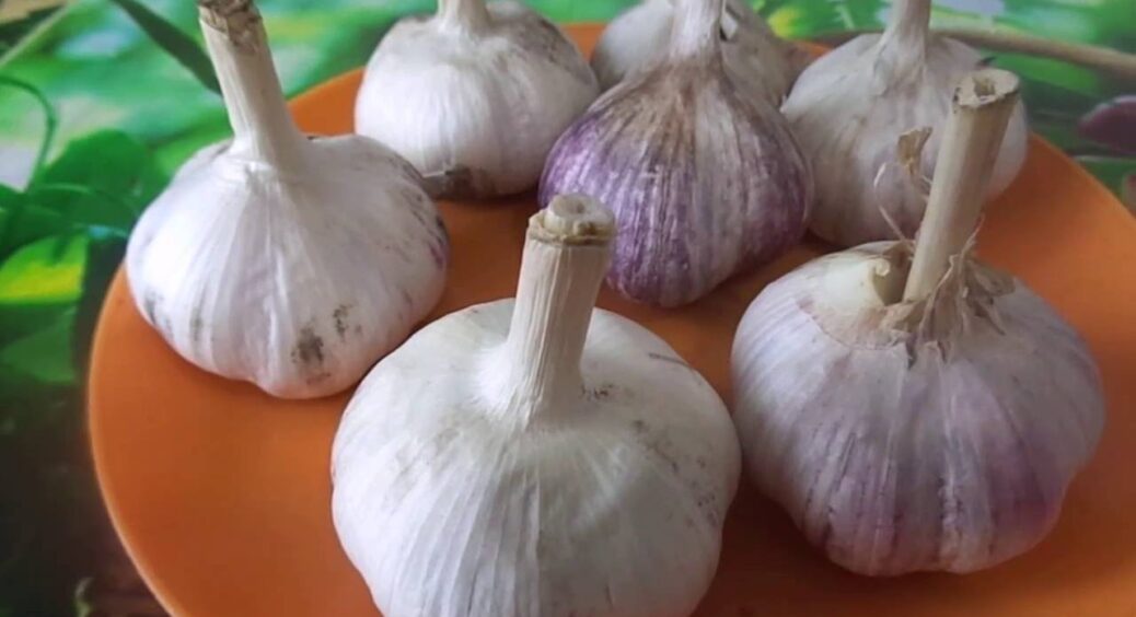 Більше не саджу часник рядками: роблю “гнізда” – і врожай у 2 рази більший без жодних додаткових добрив 