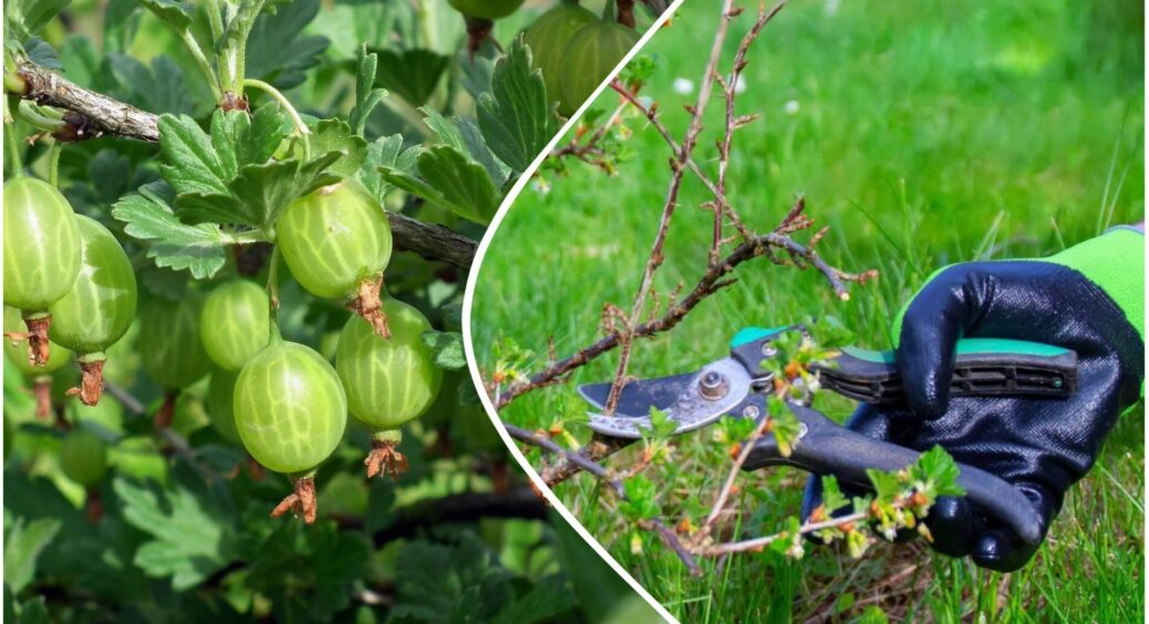 Продовжую життя аґрусу цією 1 дієвою осінньою обрізкою: ягід буде аж ціле море у 2026 році – прості правила 