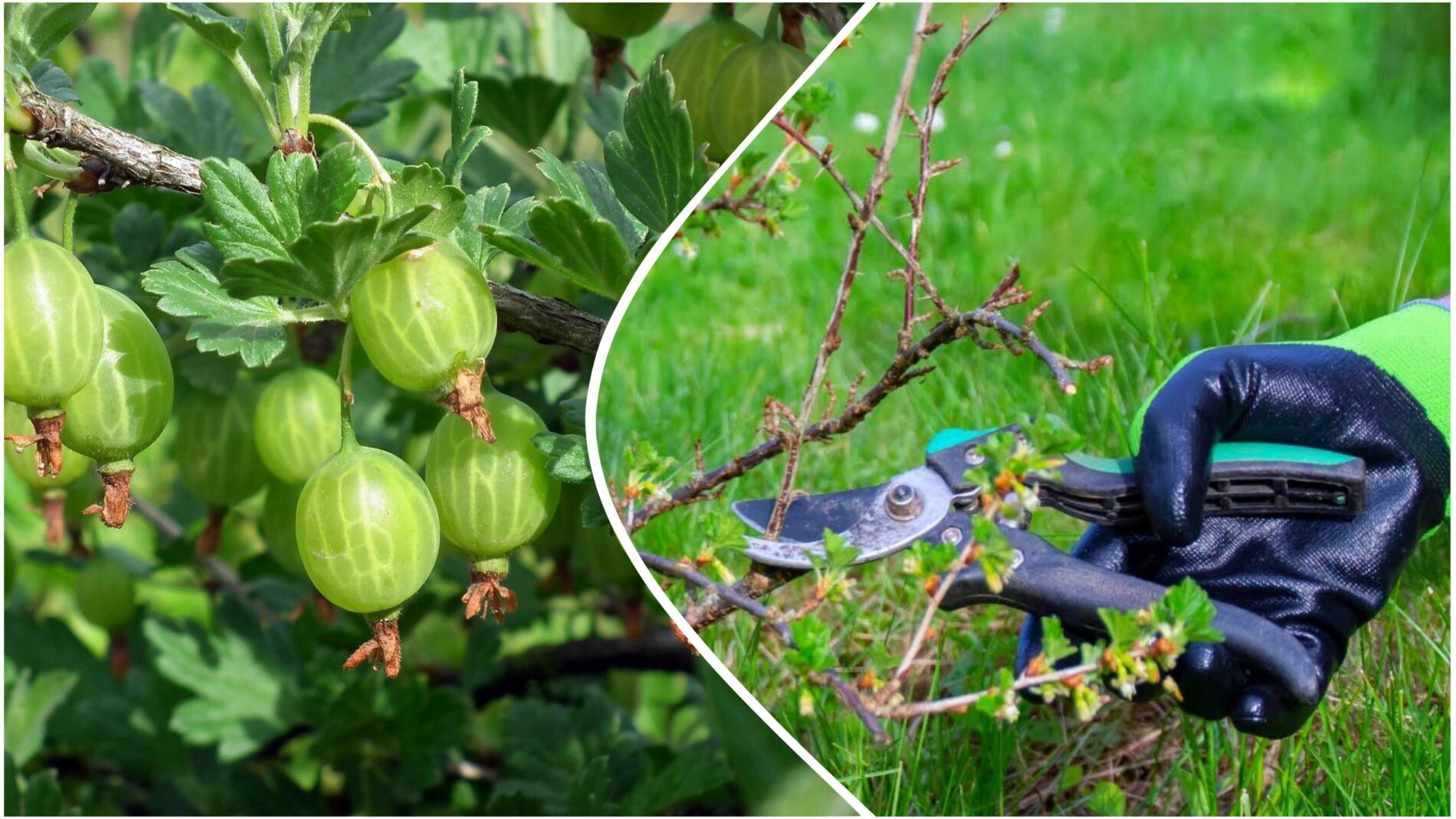 Садівники розповіли, як завдяки осінній обрізці продовжити життя аґрусу