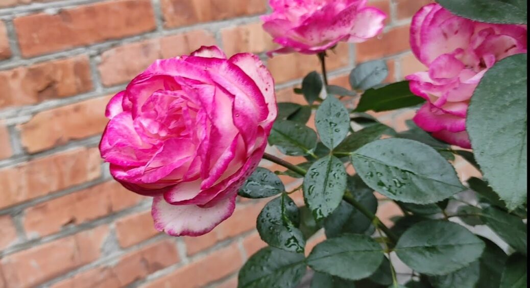 Перед морозами окропила троянди цим розчином – і жоден кущ не підмерз: сусіди тепер переписують рецепт 