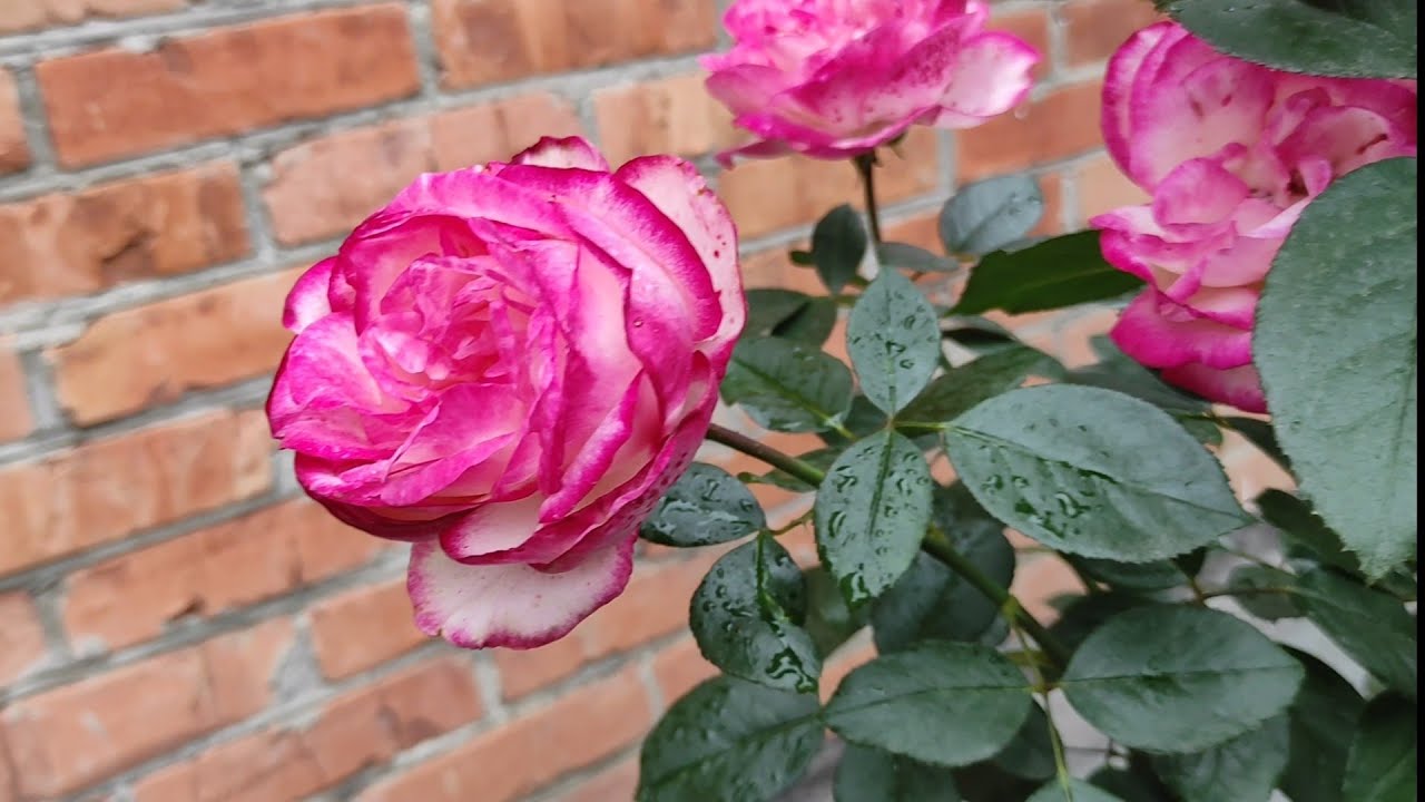 Садівники порадили розчин для обробки троянд перед морозами 