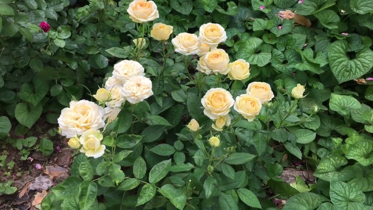 Квітникарі розповіли, які найпоширеніші помилки заважають трояндам пишно цвісти