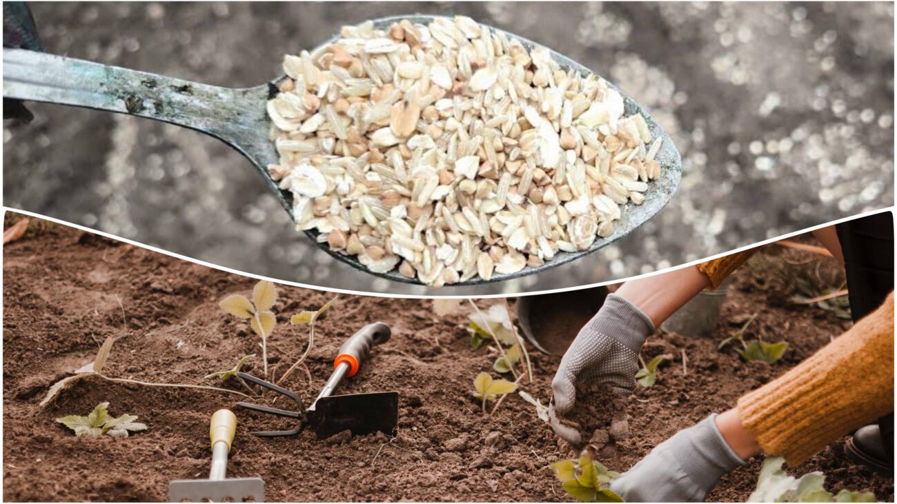 Експерти розповіли, як використовувати вівсянку на городі