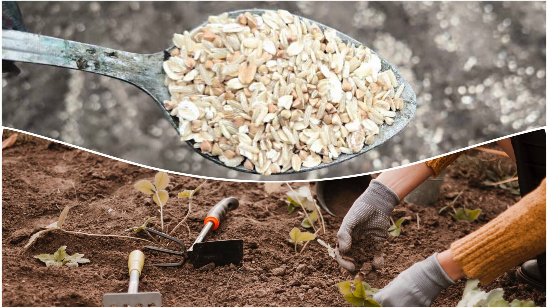 Експерти розповіли, як використовувати вівсянку на городі