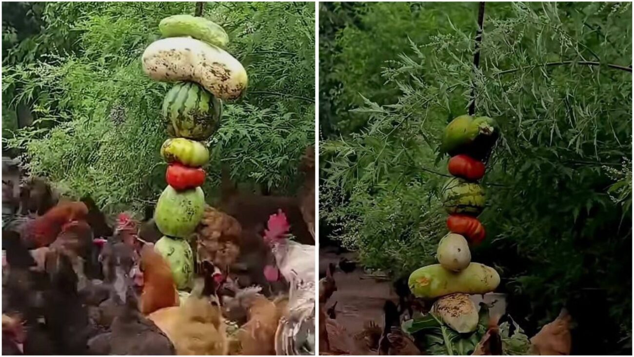 Господарі розповіли, що варто поставити в курник в осінньо-зимовий період