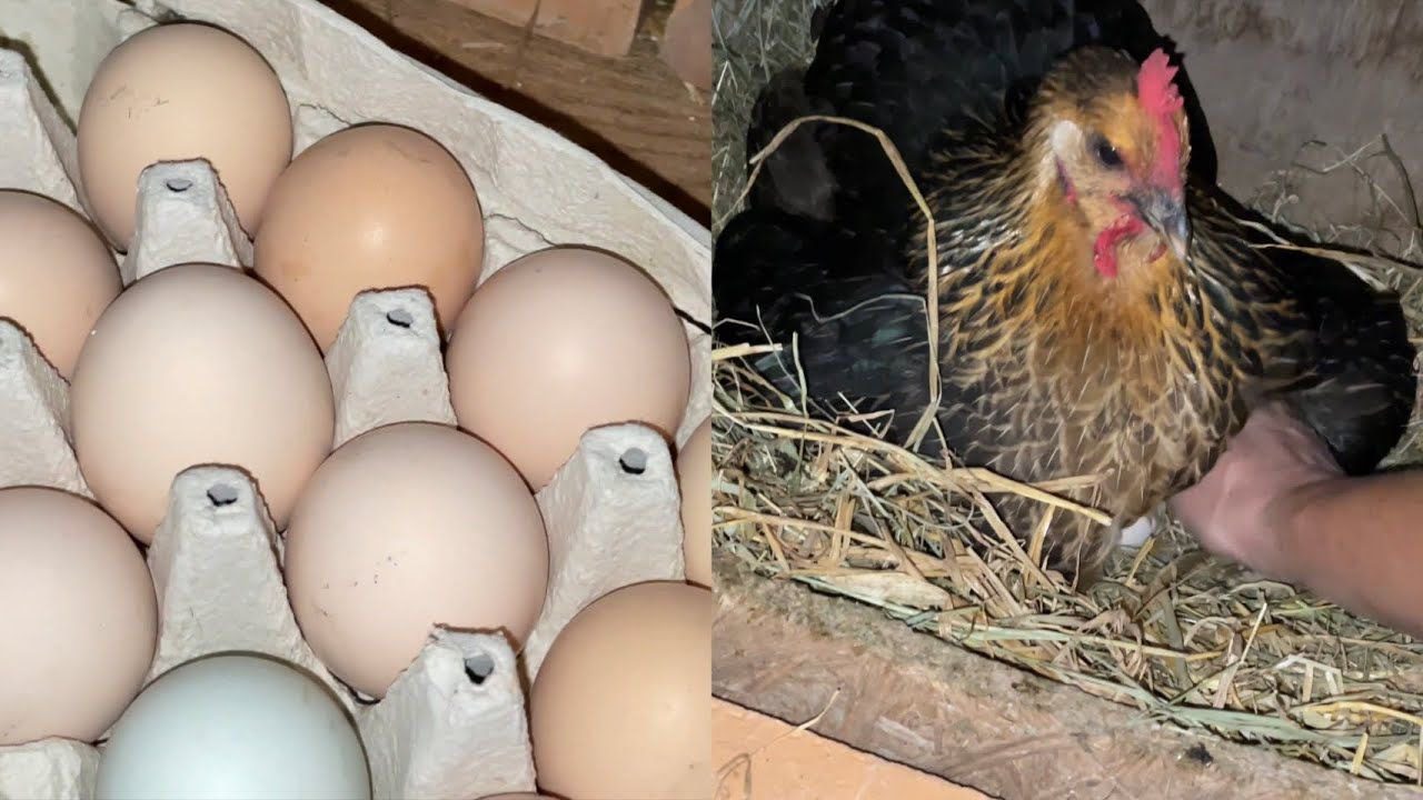 Господарі розповіли, що варто поставити в курник в осінньо-зимовий період