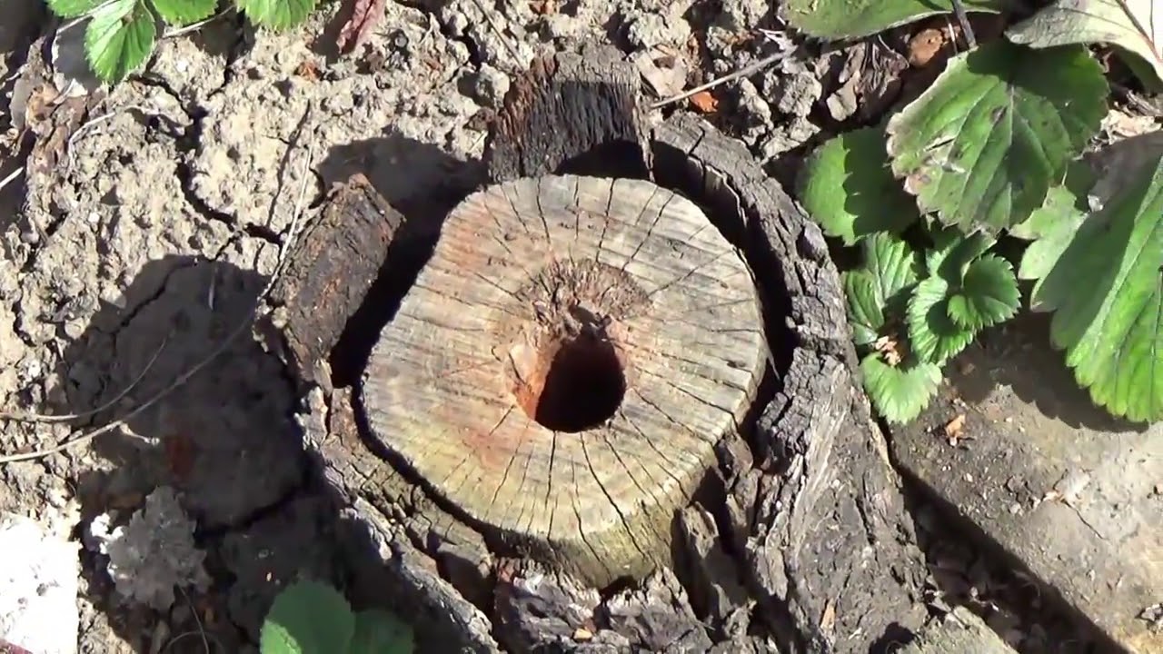 Експерти розповіли, як ефективно позбутися старих пеньків на ділянці  