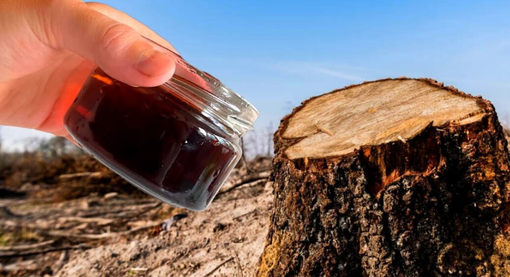 Кум-лісник поділився секретом: 1 спосіб знищити пень без викорчовування – від нього і сліду не залишиться 