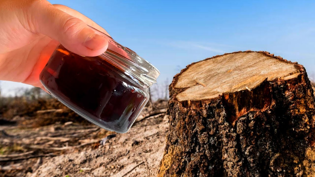 Експерти розповіли, як ефективно позбутися старих пеньків на ділянці