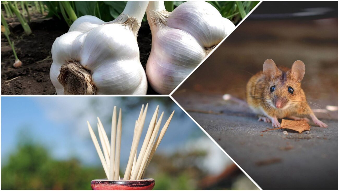 Дачники розповіли, як за допомогою часнику вивести гризунів з будинку