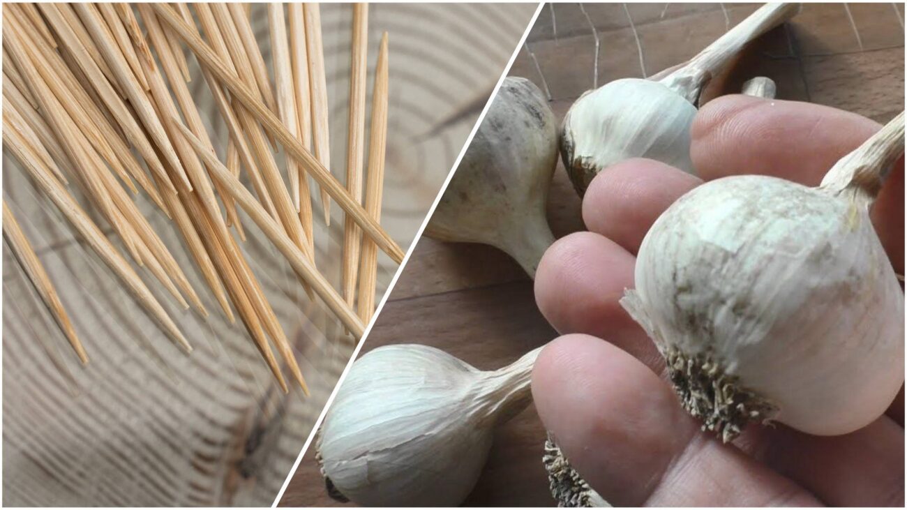 Дачники розповіли, як за допомогою часнику вивести гризунів з будинку