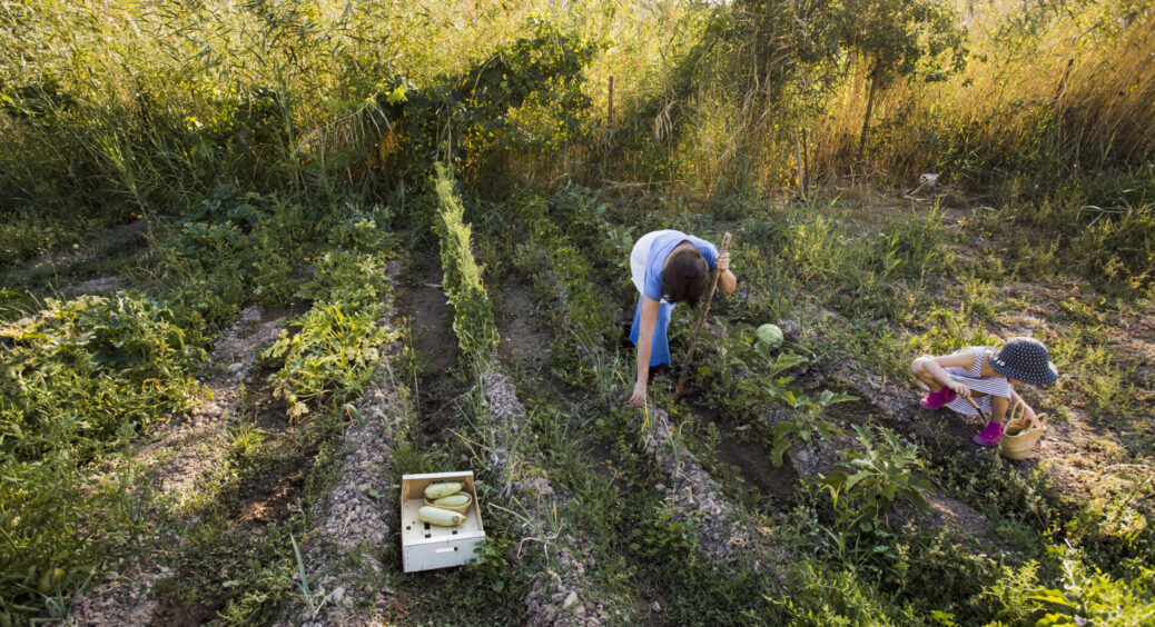 У дачників залишилася ще 1 важлива справа: кум-городник зі стажем підказав, чим зайнятися після збору врожаю 