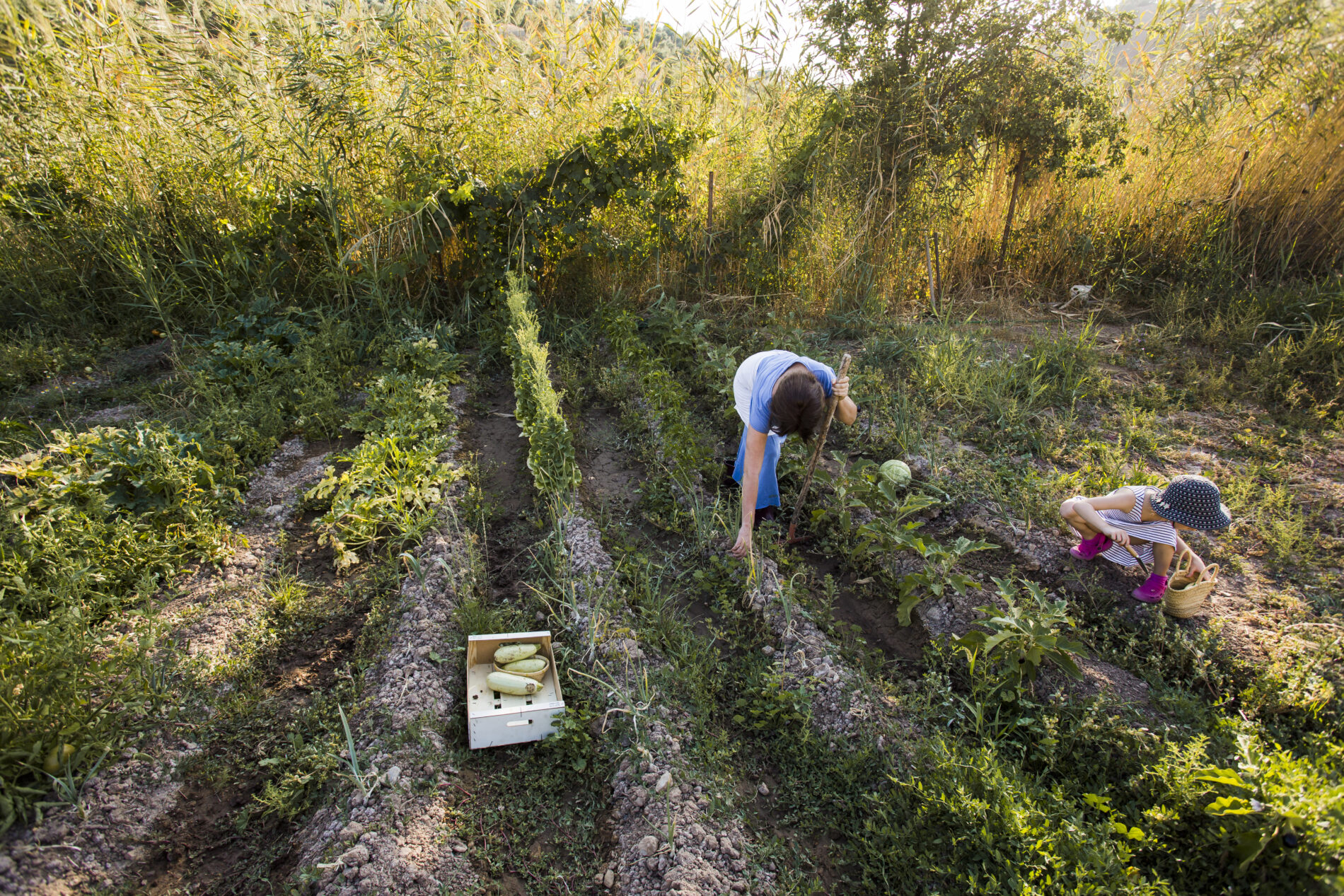 Городники розповіли, чим можна зайнятися дачникам після збору врожаю
