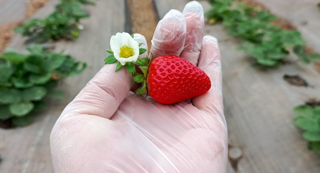 Буде найсолодшою: 7 секретів успішного вирощування полуниці – ваша грядка точно покриється рясним урожаєм 