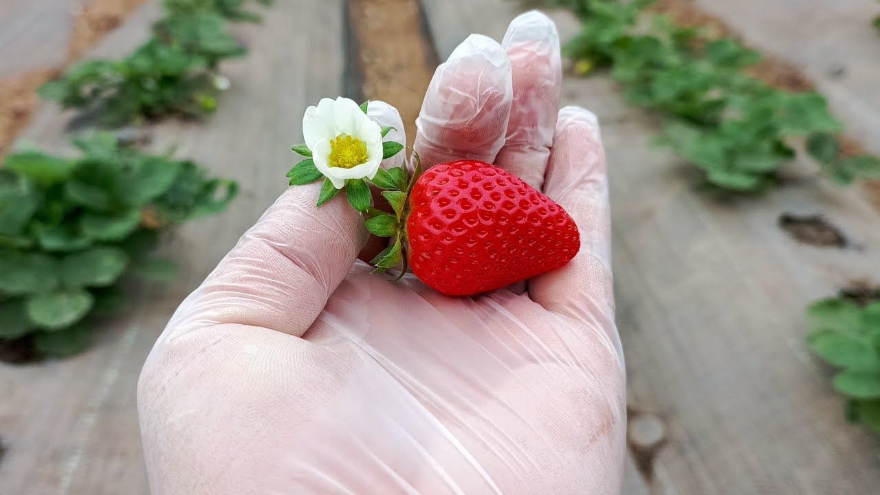 Городники поділилися перевіреними рекомендаціями щодо догляду за полуницею