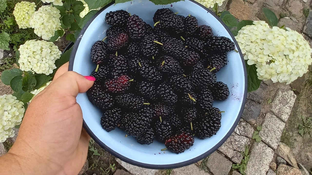 Садівники поділилися простими рекомендаціями щодо осіннього догляду за ожиною