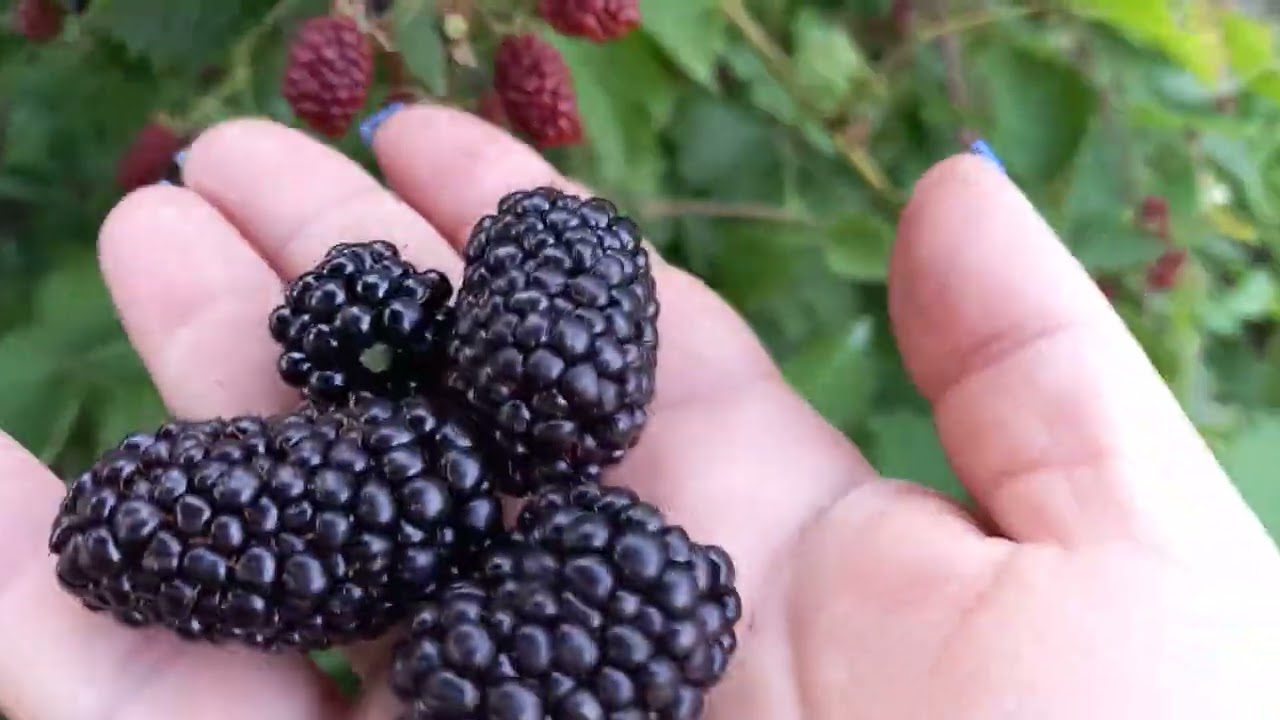 Садівники поділилися простими рекомендаціями щодо осіннього догляду за ожиною