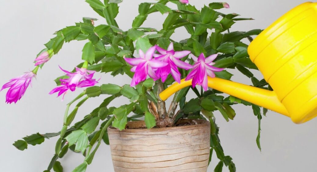 Осіння турбота за рослинами: поливаю цим 1 чудо-складом – і домашні квіти зимують без краплі стресу 