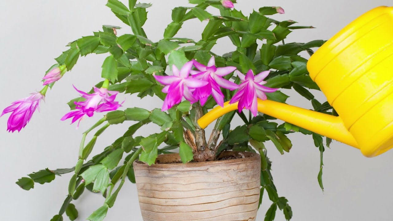 Експерти розповіли, чим підживити кімнатні квіти, щоб вони легко пережили холод