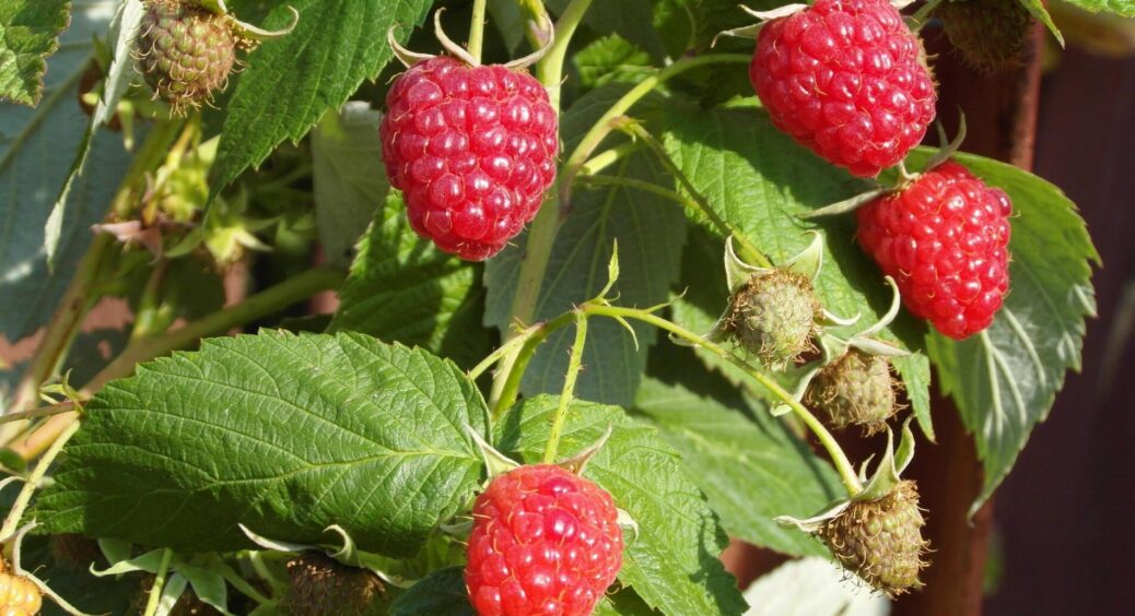 Кум-агроном підказав, чим підживити кущі малини у жовтні, щоб улітку 2026-го року зібрати рясний урожай ягід 