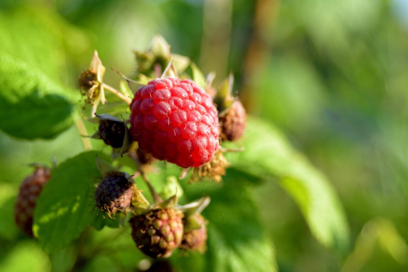 Агрономи поділилися правилами щодо догляду за кущами малини пізньої осені