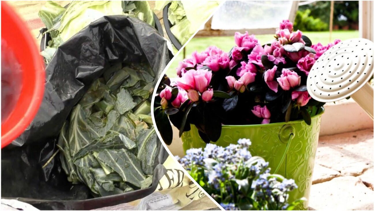 Фахівці розповіли, як перетворити кухонні відходи на добриво для домашніх рослин