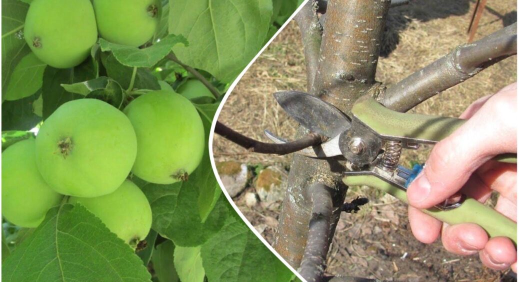 Кум з села обрізав 2 старі гілки яблуні – дерево наче подякувало, бачу у 3 рази більше бруньок 