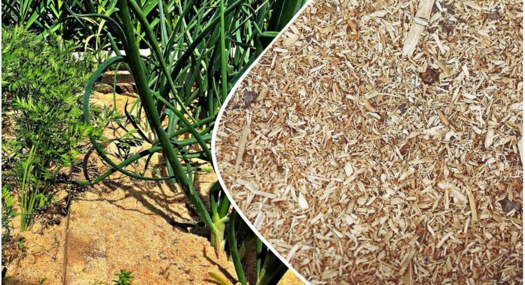 Вперше замульчував грядки тирсою – і через 2 місяці зрозумів: це найкраще рішення за 10 років городництва 