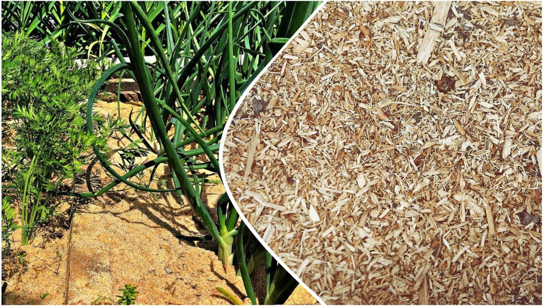 Досвідчені городники розповіли, як правильно мульчувати ґрунт тирсою