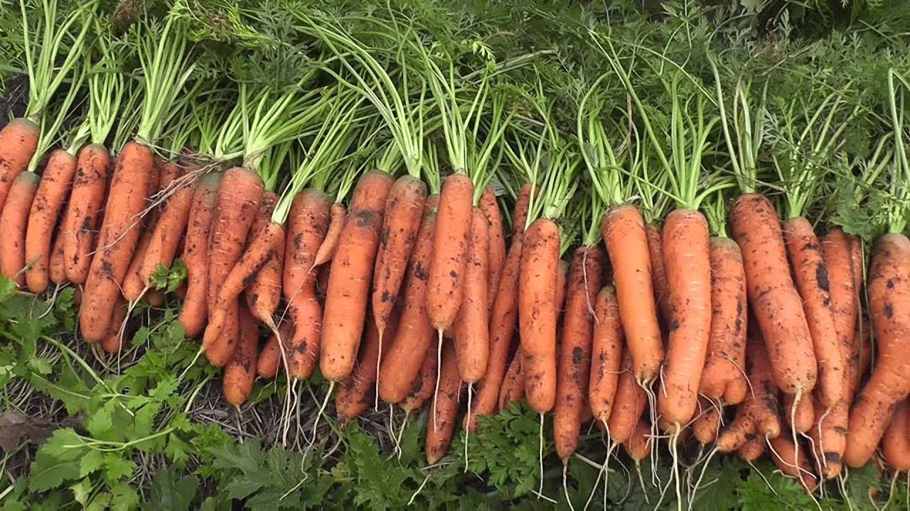 Експерти розповіли про найкращий гібрид моркви 