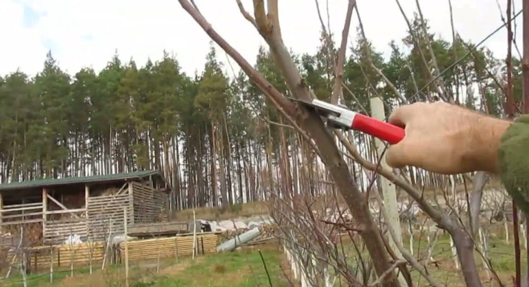 Тепер можна менше “возитися” з обрізкою дерев: новий підхід дачників до догляду за садом – врахуйте у 2026 