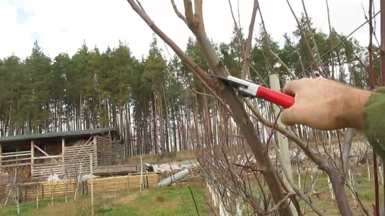 Садівники розповіли, як зменшити кількість роботи руками у саду