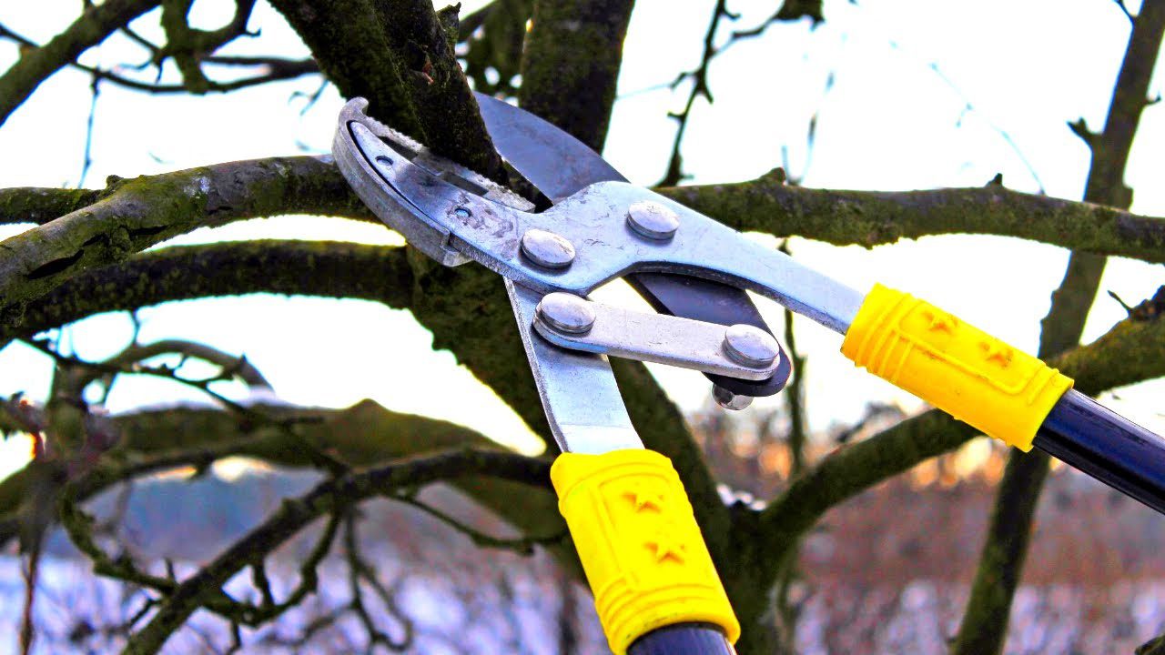 Експерти розповіли,  які садові рослини категорично не варто обрізати восени