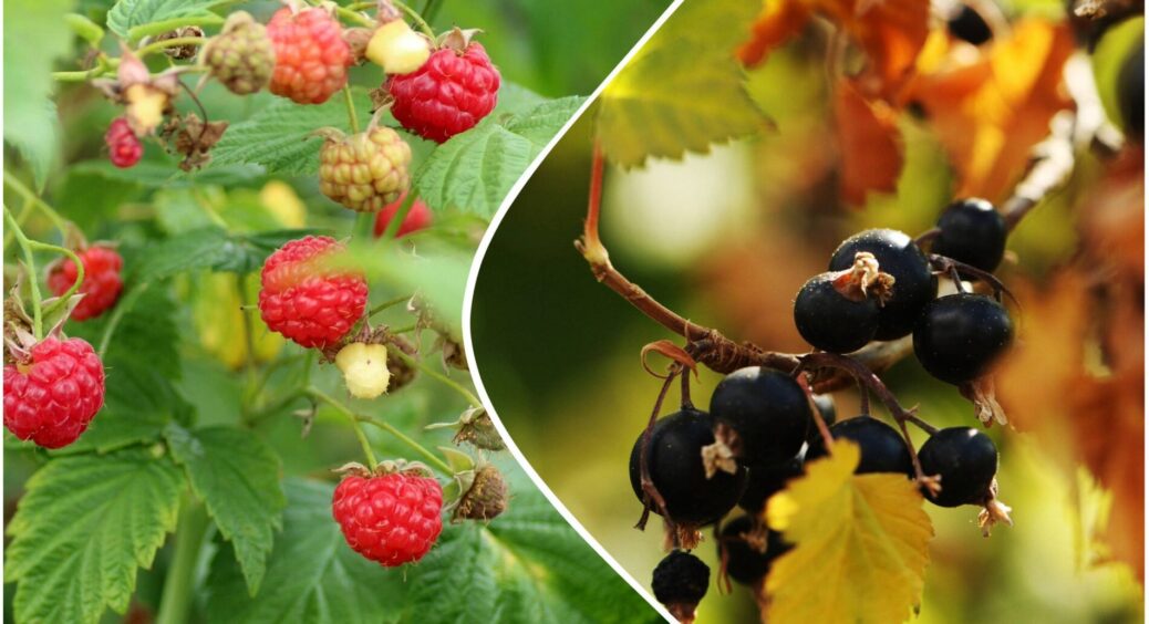 Роблю лише ці 3 прості дії з малиною та смородиною у жовтні – і кущі на всі 100% готові до зими 