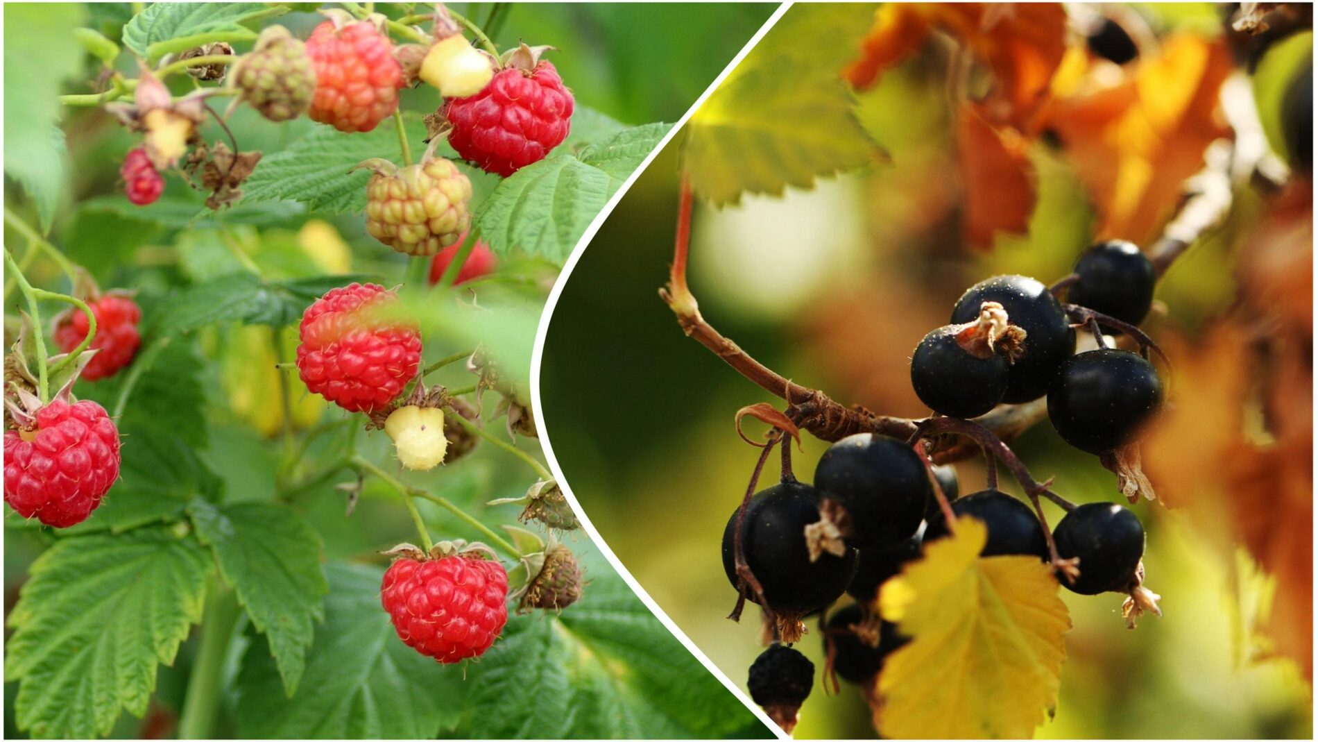 Садівники розповіли, що допоможе кущам малини та смородини пережити зиму