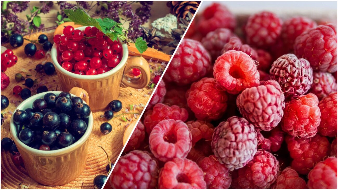 Садівники розповіли, що допоможе кущам малини та смородини пережити зиму