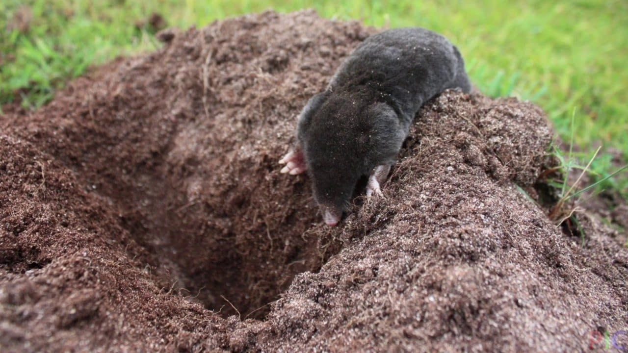 Дачники розповіли, як легко та швидко позбутися кротів на ділянці